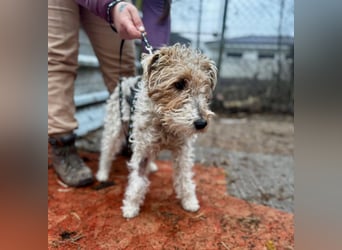 TRIXI ca. 18 mon. lebenslustige Foxterriermädchen mit Handicap