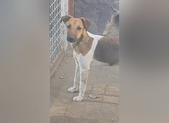 Milli, Fox-Terrier Hündin (reinrassig