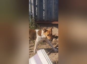 Milli, Fox-Terrier Hündin (reinrassig