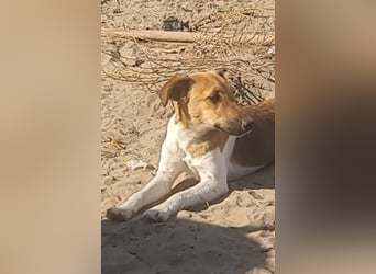 Milli, Fox-Terrier Hündin (reinrassig