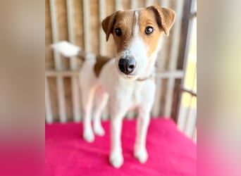 bezaubernde kleine RONJA - 4 Jahre, 39cm/9kg - Foxterrier