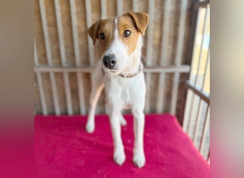 bezaubernde kleine RONJA - 4 Jahre, 39cm/9kg - Foxterrier