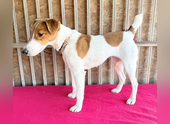 bezaubernde kleine RONJA - 4 Jahre, 39cm/9kg - Foxterrier