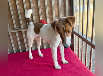 bezaubernde kleine RONJA - 4 Jahre, 39cm/9kg - Foxterrier