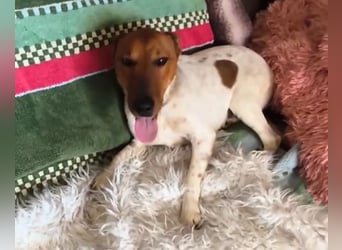 Folti freundlicher, temperamentvoller Foxterrier geb.24.05.2023