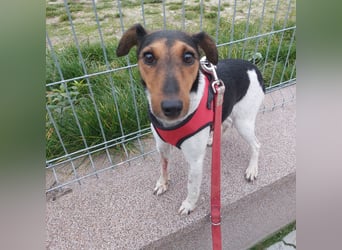 Mazsola, liebes, schüchternes Foxterrier Mädchen geb. 2019