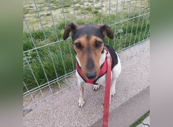 Mazsola, liebes, schüchternes Foxterrier Mädchen geb. 2019