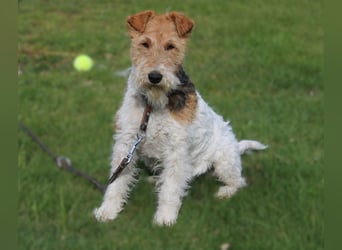 Drahthaar-Foxterrier. Hündin.