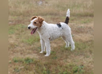 Drahthaar-Foxterrier. Hündin.