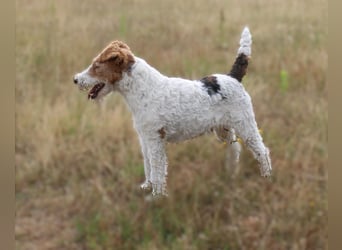 Drahthaar-Foxterrier. Hündin.