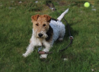 Drahthaar-Foxterrier. Hündin.