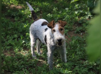 Drahthaar-Foxterrier. Hündin.
