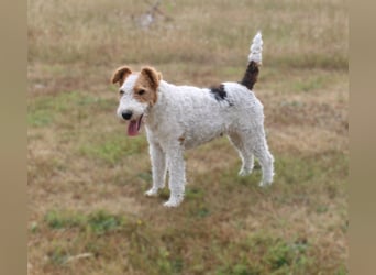 Drahthaar-Foxterrier. Hündin.