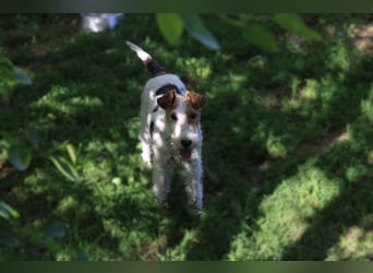 Drahthaar-Foxterrier. Hündin.