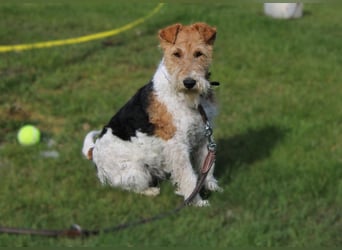 Drahthaar-Foxterrier. Hündin.