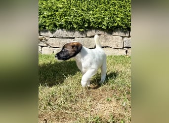 Welpen- Foxterrier-Glatthaar-mit Ahnentafel und Thernochip