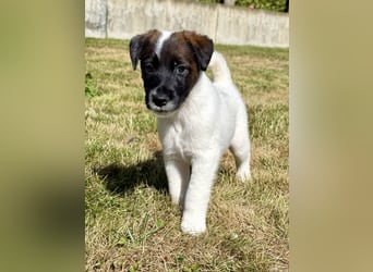 Welpen- Foxterrier-Glatthaar-mit Ahnentafel und Thernochip