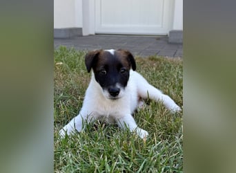 Welpen- Foxterrier-Glatthaar-mit Ahnentafel und Thernochip