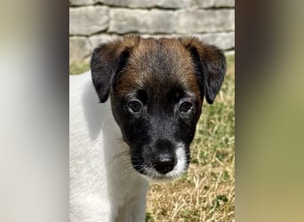 Welpen-zum Sonderpreis Foxterrier-Glatthaar-mit Ahnentafel