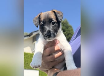 Welpen-zum Sonderpreis Foxterrier-Glatthaar-mit Ahnentafel