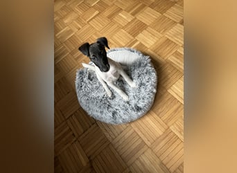 Welpen-zum Sonderpreis Foxterrier-Glatthaar-mit Ahnentafel