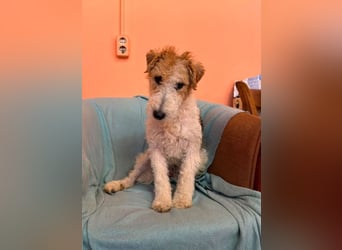 Pete - Foxterrier sucht dich!