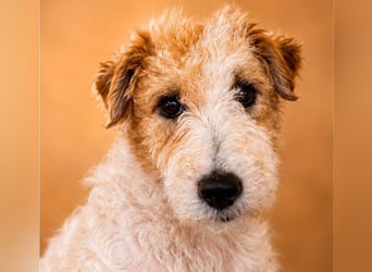 Pete - Foxterrier sucht dich!