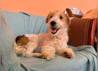 Pete - Foxterrier sucht dich!
