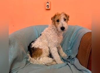 Pete - Foxterrier sucht dich!