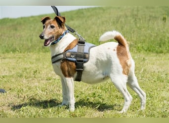 Bogi-SI, Schmuse-Omi sucht dringend ihre Menschen