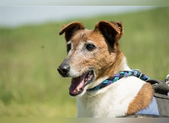 Bogi-SI, Schmuse-Omi sucht dringend ihre Menschen