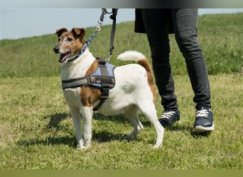 Bogi-SI, Schmuse-Omi sucht dringend ihre Menschen