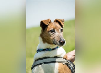 Bogi-SI, Schmuse-Omi sucht dringend ihre Menschen