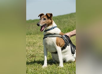 Bogi-SI, Schmuse-Omi sucht dringend ihre Menschen