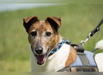 Bogi-SI, Schmuse-Omi sucht dringend ihre Menschen