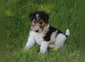Foxterrier Welpen .