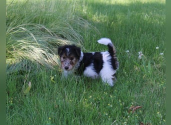 Foxterrier Welpen .
