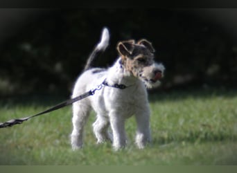 Foxterrier Welpe. Rüde.