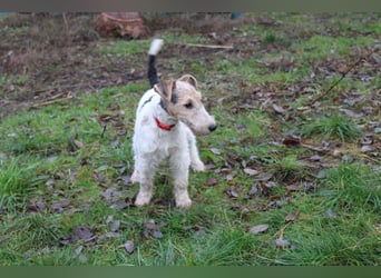 Foxterrier Welpen .