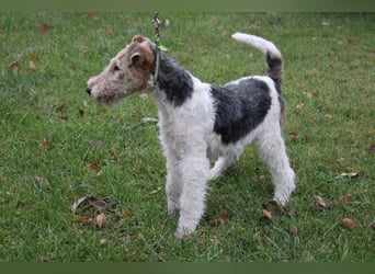 Drahthaar Foxterrier Rüde 4 Monate.