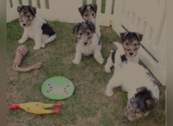 Drahthaar Foxterrier Welpen.