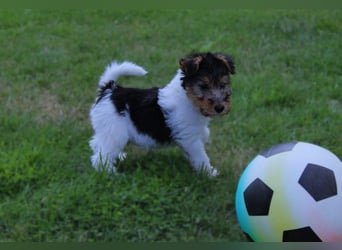 Drahthaar Foxterrier Welpen.