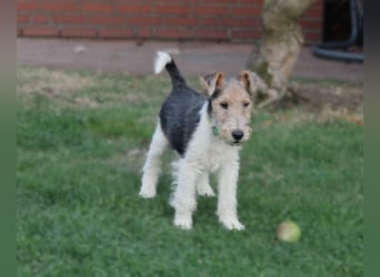 Foxterrier Welpe. Rüde.