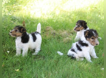 Foxterrier Welpen .