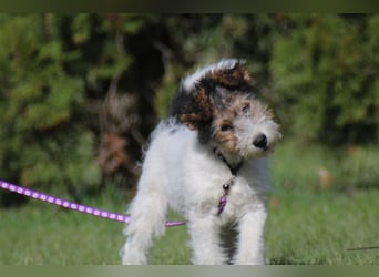 Foxterrier Welpe. Rüde.