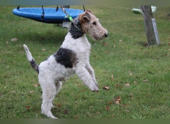 Drahthaar Foxterrier Rüde 4 Monate.