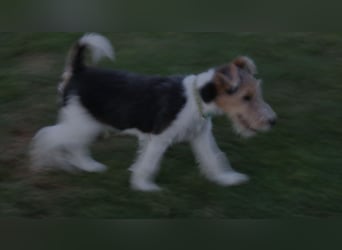 Foxterrier Welpe. Rüde.