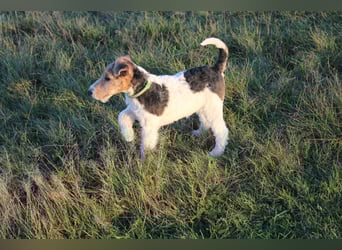 Drahthaar Foxterrier Rüde 4 Monate.
