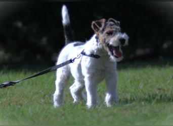 Foxterrier Welpe. Rüde.