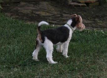 Foxterrier Welpe. Rüde.
